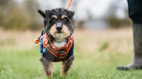 Black and tan dog Vinnie walking on lead on grass wearing an orange harness